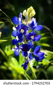 Texas State Flower The Blue Bonnet 