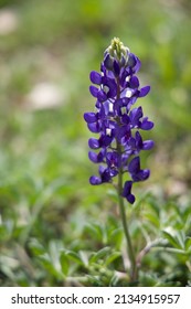 Texas State Flower Bluebonnet Blooming In Spring