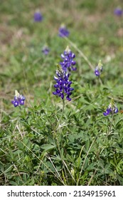 Texas State Flower Bluebonnet Blooming In Spring