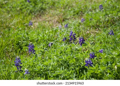 Texas State Flower Bluebonnet Blooming In Spring