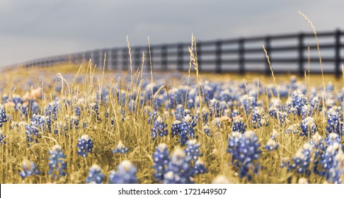 Texas State Flower Bluebonnet In The Farm