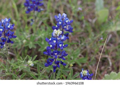 Texas State Flower, The Magnificent Blue Bonnets!