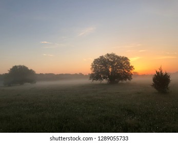 Texas Sunrise, Foggy Meadow With Live Oak Trees