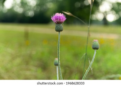 Texas Thistle Wildflower. Native Plants Of North America