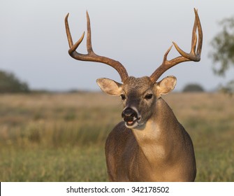 528 Texas Whitetail Deer Images, Stock Photos & Vectors | Shutterstock