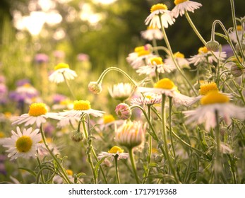Texas Wild Flowers Daisy Field