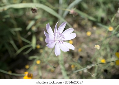 Texas Wild Flowers In Nature