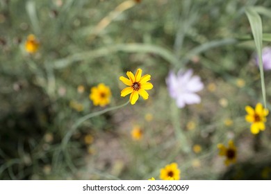 Texas Wild Flowers In Nature
