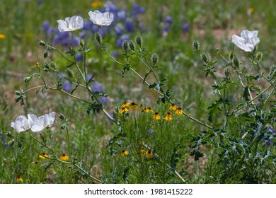 Texas Wild Flowers Prickly Poppy White Along Split Rail Fence