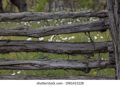 Texas Wild Flowers Prickly Poppy White Along Split Rail Fence