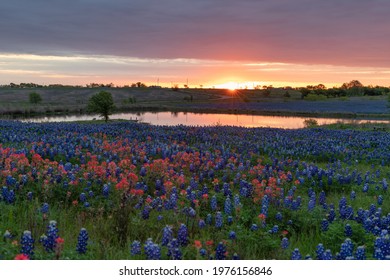Texas wildflower bloom in the hill country,bluebonnets,poppies,and paint brush fill the fields and roadsides.