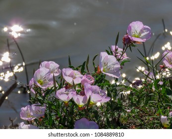 Texas Wildflowers At Bob Woodruff Park, Plano, Texas