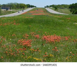 Texas Wildflowers In Highway Median