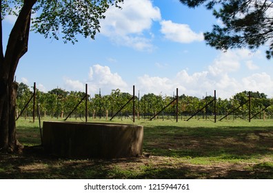 Texas Wine Country Vineyard 