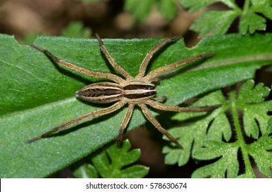 Texas Wolf spider, or Rabid Wolf spider. Harmless to humans but they can give a painful bite. This one is hunting for insects in some weeds during the night hours.