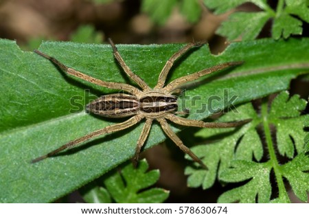 Texas Wolf spider, or Rabid Wolf spider. Harmless to humans but they can give a painful bite. This one is hunting for insects in some weeds during the night hours.