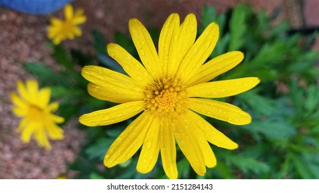 Texas Yellow Daisy Flowers With Crushed Red Granite 