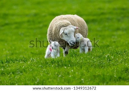 Texel cross ewe (female sheep) with twin lambs in Spring time.  A tender moment between mum and baby.  Texel is a breed of sheep.  Yorkshire, England.  Landscape, horizontal. Space for copy.