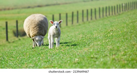 texelaar sheep grazing with a lamb looking in a field, grassland, Dutch, Holland