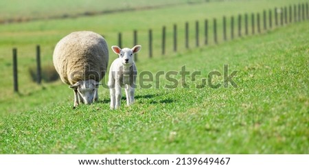 texelaar sheep grazing with a lamb looking in a field, grassland, Dutch, Holland