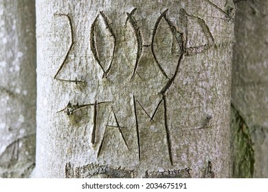 Text 2009 Tam Carved In Bark Of A Tree With A Knife.