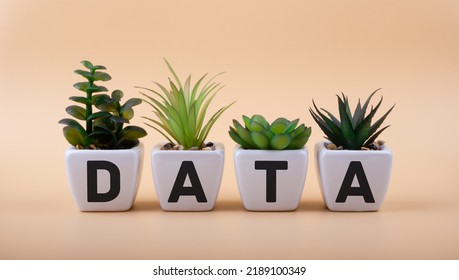 Text DATA on ceramic pots with office plants. Data science concept.