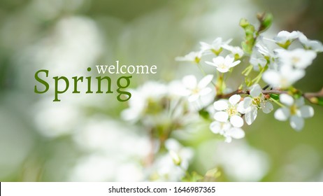 Text WELCOME SPRING. Cerasus Besseyi (L.H.Bailey) Lunell White Small Flowers On Branches. Dwarf Cherry Blossoms In Spring. The Background For Spring Screensaver. Spring Time Concept