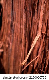 Textura of the bark of a tree