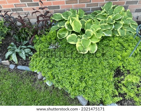 Textural Garden with burgundy Beardtongue. Hairy Spotted Lungwort, large leaves Fragrant Hosta and fine textured Sweet Woodruff
