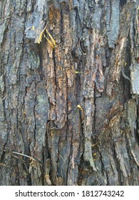 Texture Of Acacia Nilotica Tree Bark