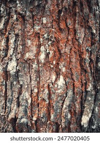 Texture of aged pine bark