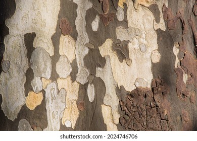 Texture of American Sycamore Tree Platanus occidentalis, Plane-tree bark in Sochi. Natural green, gray and brown spotted platanus tree bark. Selective close-up focus of camouflage background