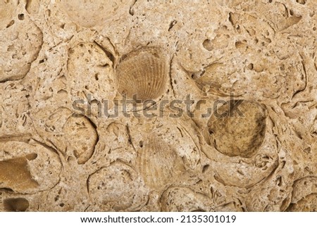 The texture of an ancient stone with impressions of shells as a background. Detail for design. Design elements. Macro. Full focus. Background for business cards, postcards and posters.