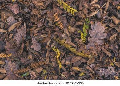 Texture of autumn oak leaves