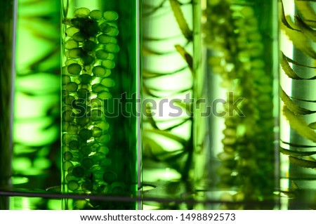 texture background of algae, research in laboratories, biotechnology science concept