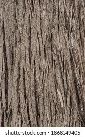 Texture And Background, Bark Of A Monterey Cypress Tree