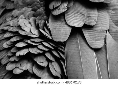 Texture background of black feathers. 