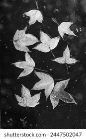 texture background black and white maple leaf floating in the water