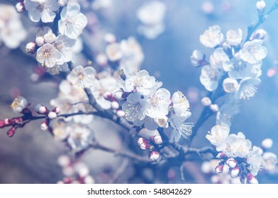Fruit Tree Blossom Hd Stock Images Shutterstock