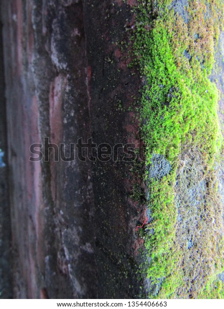 Texture Background Brick Wall Grunge Moss Stock Photo Edit Now 1354406663