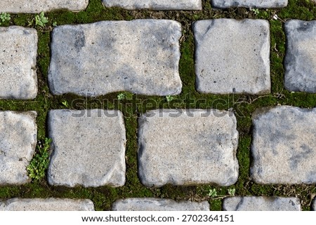 Texture background of a cobblestone grey path with green moss growing between the stones. Top view