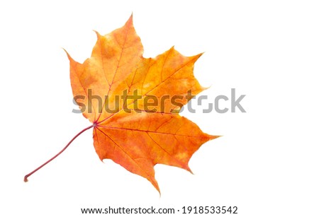 Texture, background, design, autumn maple leaf isolated on white background, bright juicy colors