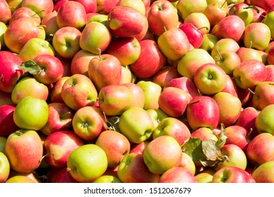 Texture background of fresh jonagold apples. Image of fruit product big red apples