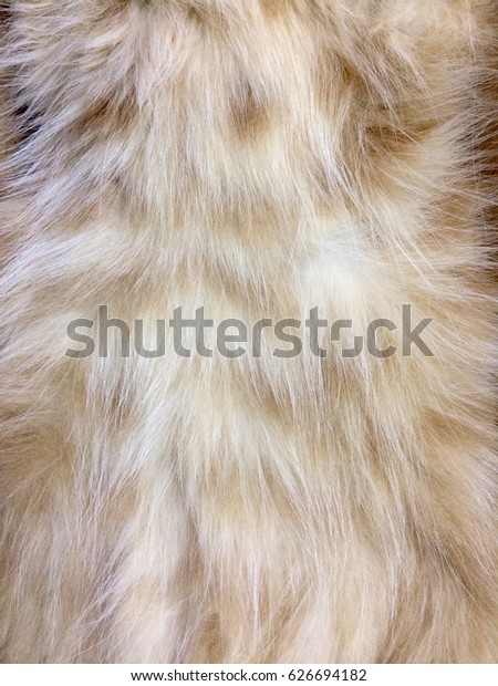 Texture Background Fur Pattern Orange Domestic Stock Photo Edit