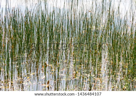 Texture background with green reed and pondweed growing in a little Dutch fen or lake in the Netherlands