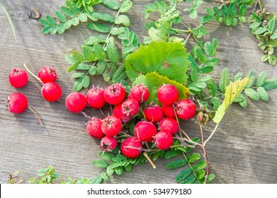 Texture, background. Hawthorn berries, how, vnitethorn, Crataegus,  a thorny shrub or tree of the rose family, with white, pink, or red blossoms and small dark red fruits (haws).