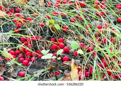 Texture, background. Hawthorn berries, how, vnitethorn, Crataegus,  a thorny shrub or tree of the rose family, with white, pink, or red blossoms and small dark red fruits (haws).