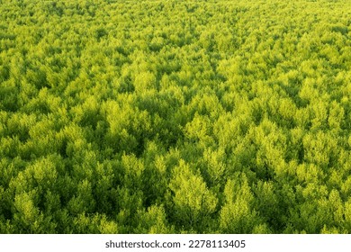 Texture background of Mangrove forest. Pattani province, Thailand, Asia - Shutterstock ID 2278113405