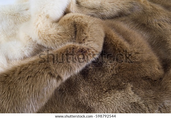 Texture, background. mink fur. Mink coat. Gold color\
mink fur. a small, semiaquatic, stoatlike carnivore native to North\
America and Eurasia. The American mink is widely farmed for its\
fur.