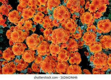 Texture Background Nature Of Orange Flowers Blooming In Spring.